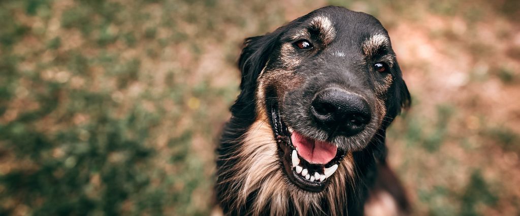 Pet Eye Health: Everything You Need to Know About Common Dog & Cat Eye Disorders — Part II