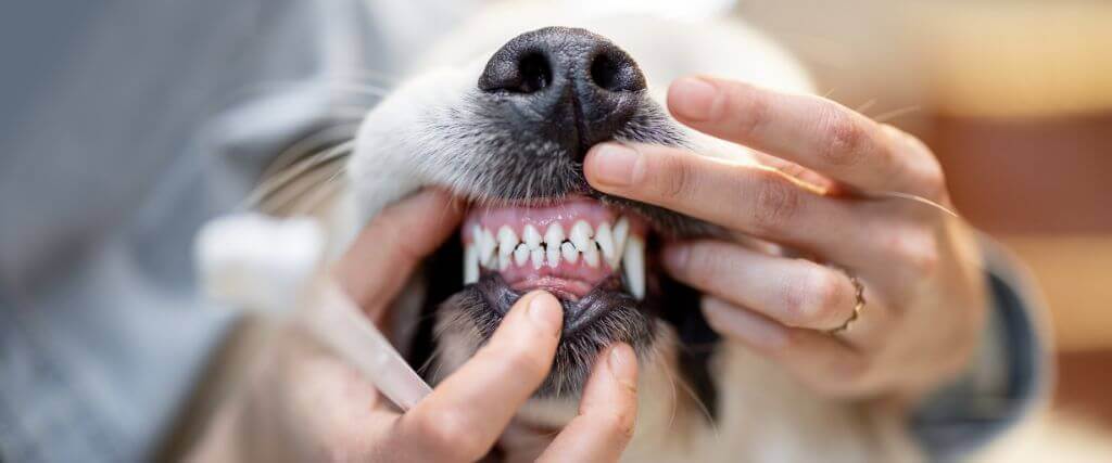 What Is a COHAT? So Much More Than a Standard Pet Teeth Cleaning